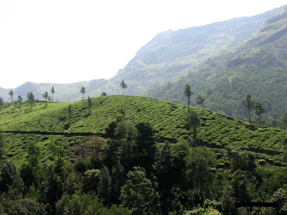 munnar.jpg