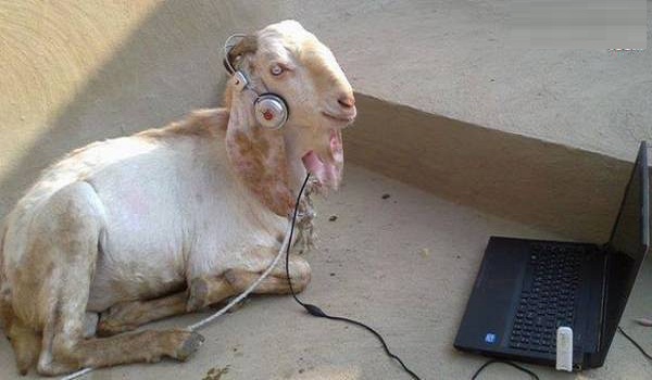 music-lover-funny-goat[1].jpg