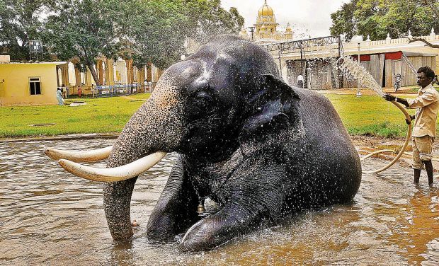 Mysore_dasara_elephant_bathing.jpg