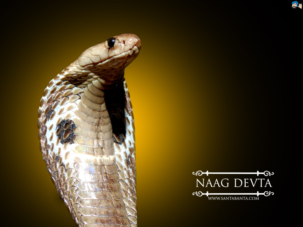 naag-devta-0v.jpg
