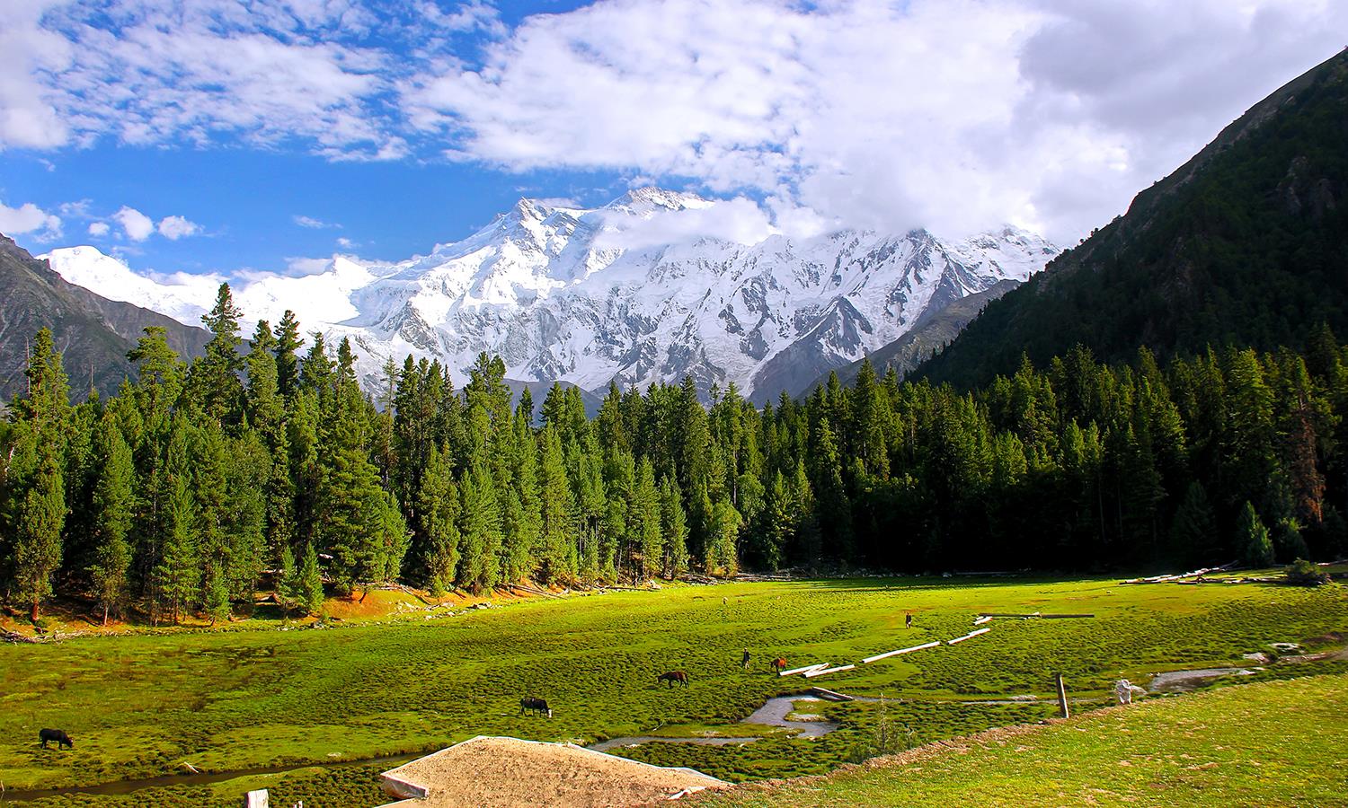 NANGA PARBAT, Diamer.jpg