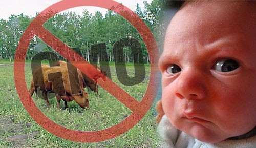 No-GMO-Baby-with-cows.jpg