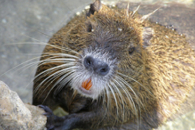 nutria.jpg