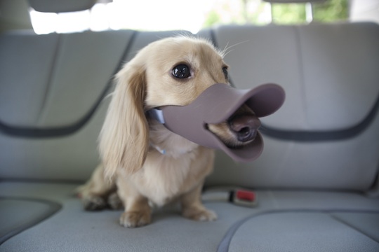 oppo-dog-muzzle-duck-bill-3[1].jpg