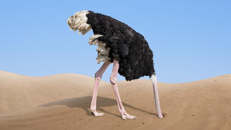 ostrich.jpg