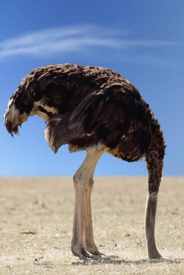 ostrich-with-head-in-sand_u-l-q1068360.jpg