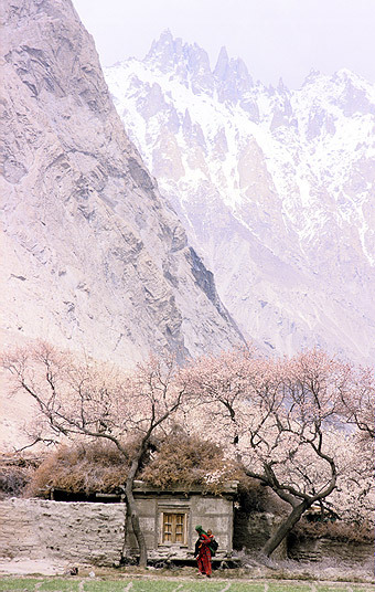 pakistan-blossom_3418127k.jpg