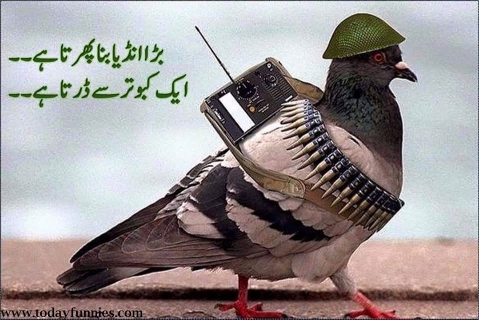 Pakistan-Funny-Army-Pigeon.jpg