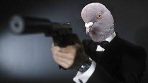 pakistani_spy_pigeon.jpg