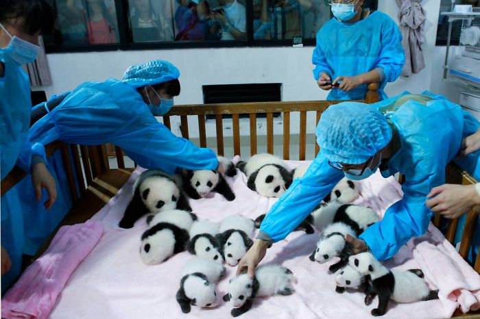 panda-daycare-nursery-chengdu-research-base-breeding-10.jpg
