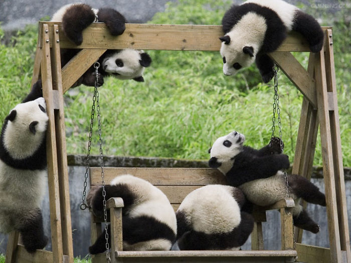 panda-daycare-nursery-chengdu-research-base-breeding-11.jpg