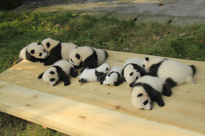 panda-daycare-nursery-chengdu-research-base-breeding-12.jpg