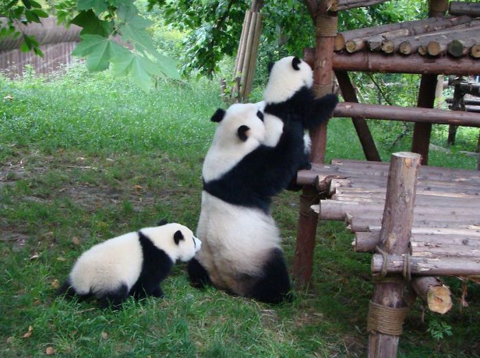 panda-daycare-nursery-chengdu-research-base-breeding-15.jpg