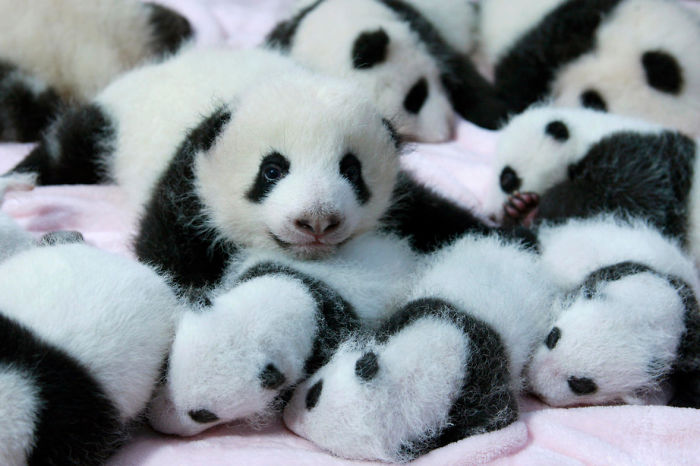 panda-daycare-nursery-chengdu-research-base-breeding-16.jpg
