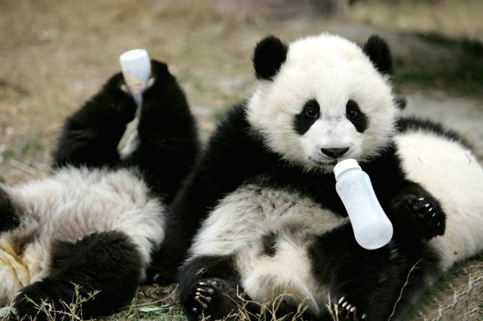 panda-daycare-nursery-chengdu-research-base-breeding-17.jpg