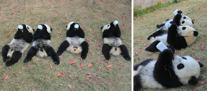 panda-daycare-nursery-chengdu-research-base-breeding-20.jpg