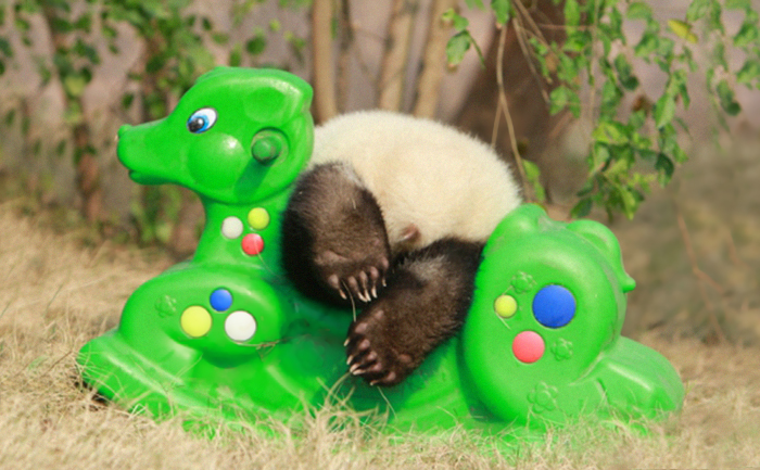 panda-daycare-nursery-chengdu-research-base-breeding-21.jpg