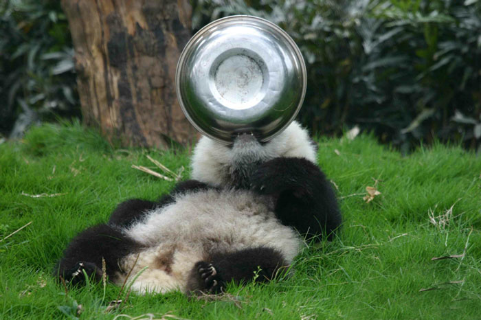 panda-daycare-nursery-chengdu-research-base-breeding-22.jpg