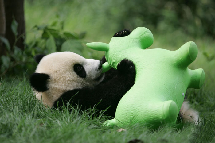 panda-daycare-nursery-chengdu-research-base-breeding-23.jpg