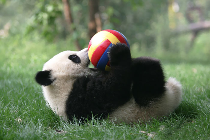 panda-daycare-nursery-chengdu-research-base-breeding-6.jpg