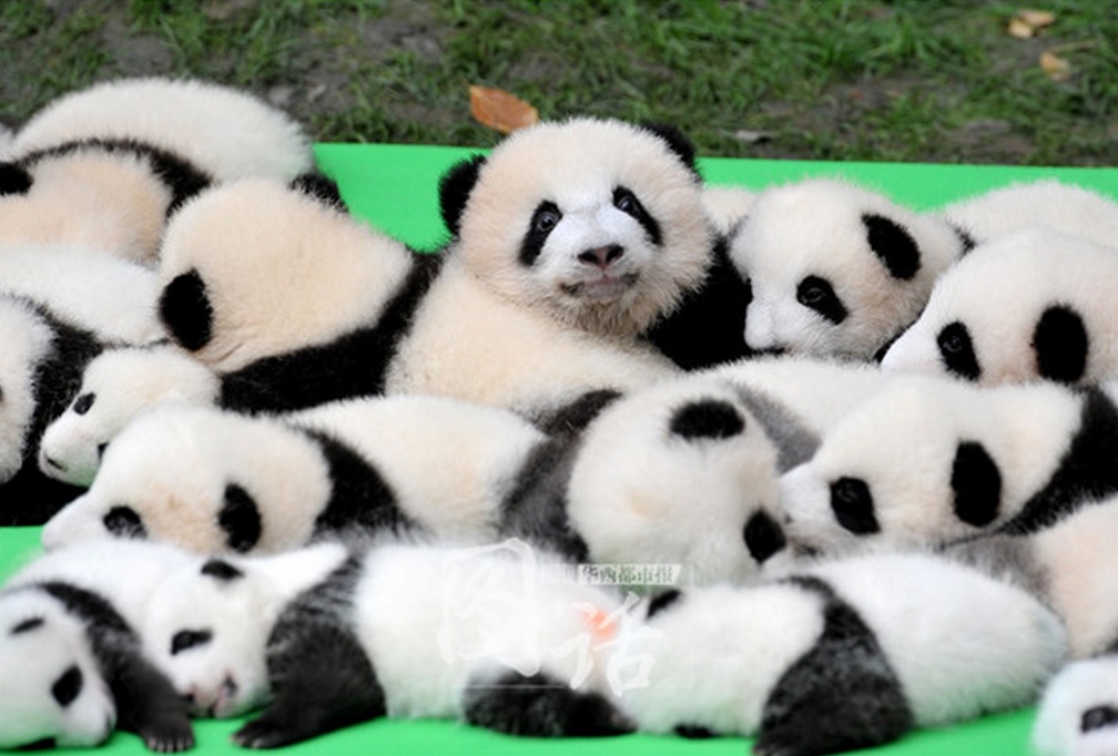 Panda10.jpg