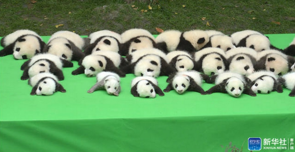 Panda2.jpg