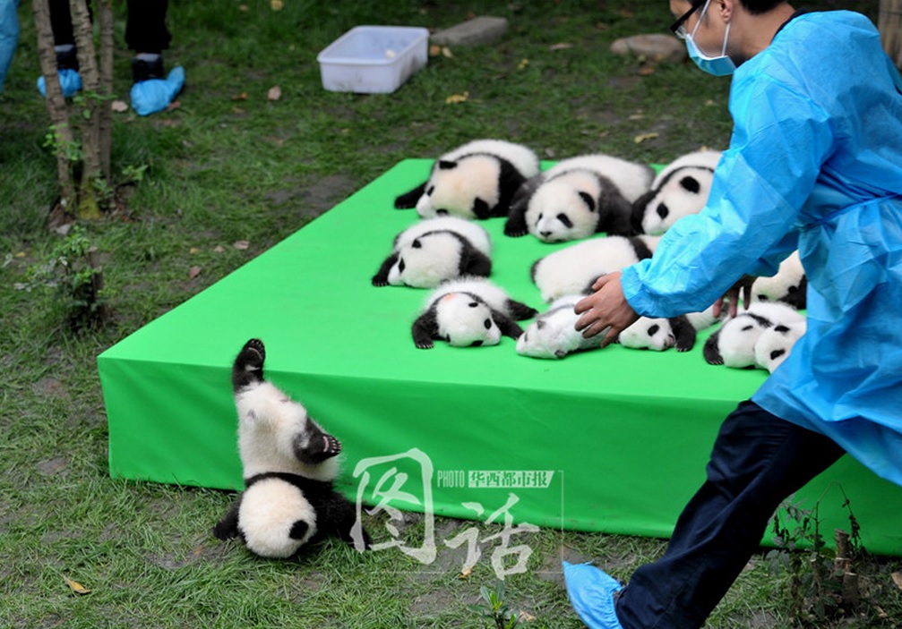Panda5.jpg
