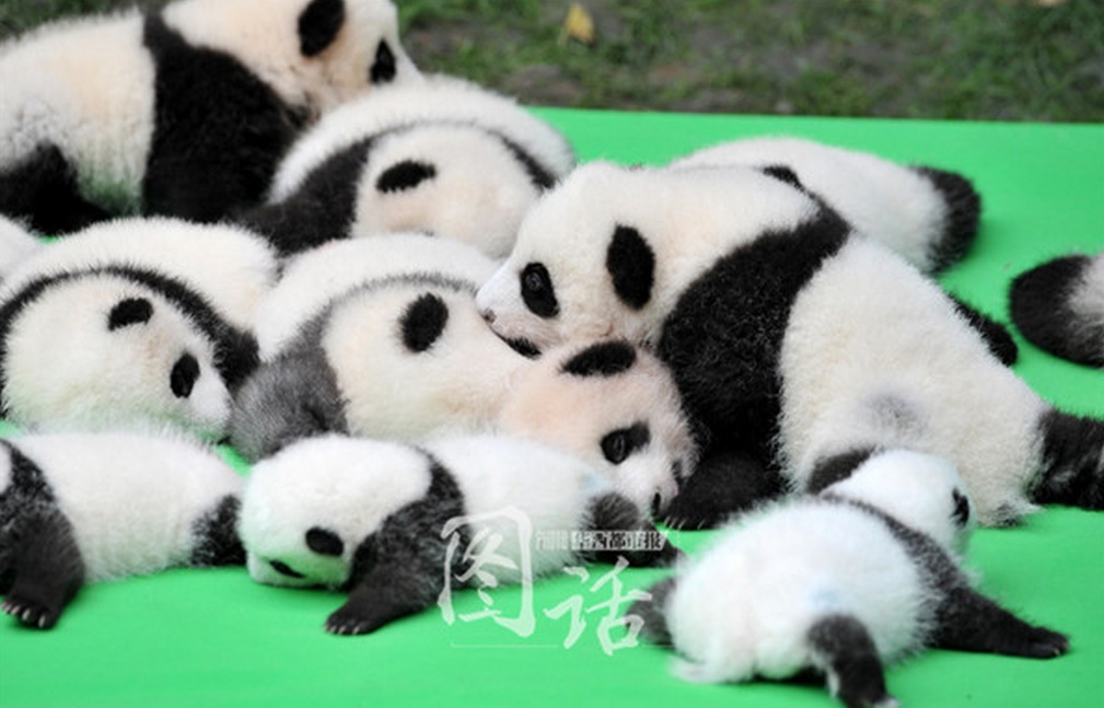 Panda8.jpg