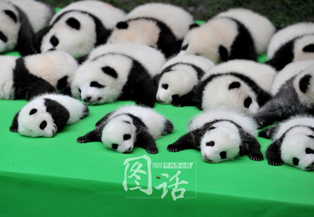 Panda9.jpg