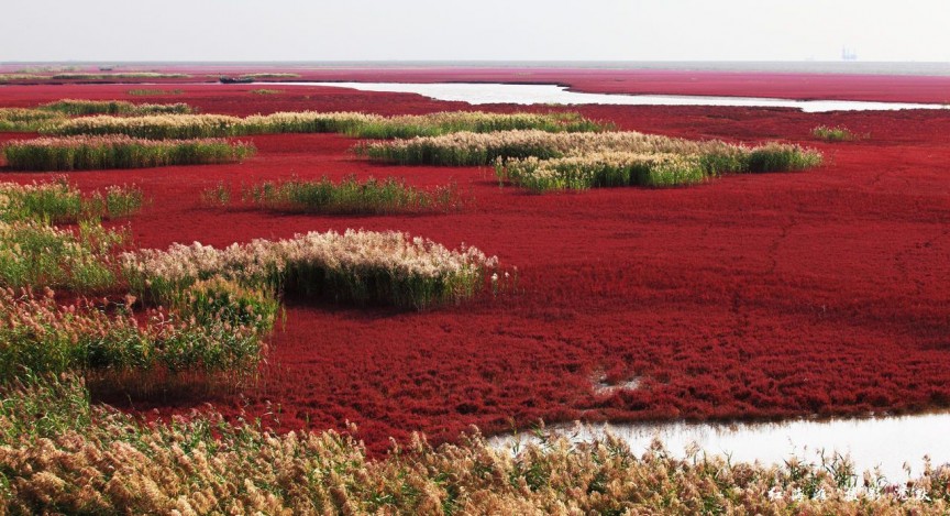 Panjin-Red-Beach-China.jpg