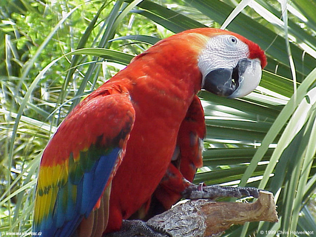 parrot-wallpaper.jpg