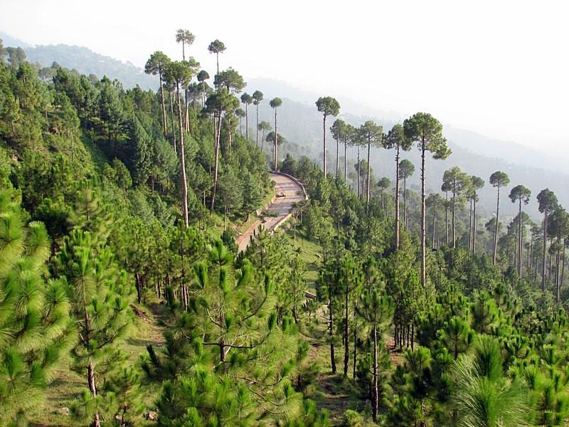 Patriata-New-Muree-with-green-forest-and-tall-trees.jpg