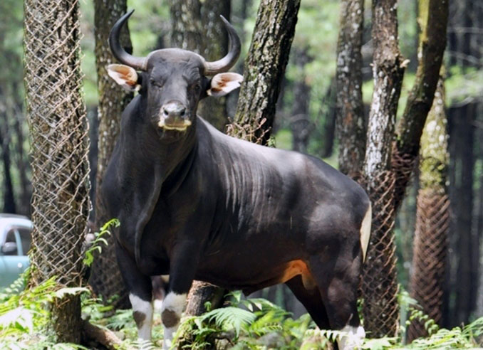 pelestrian-banteng-jawa.jpg