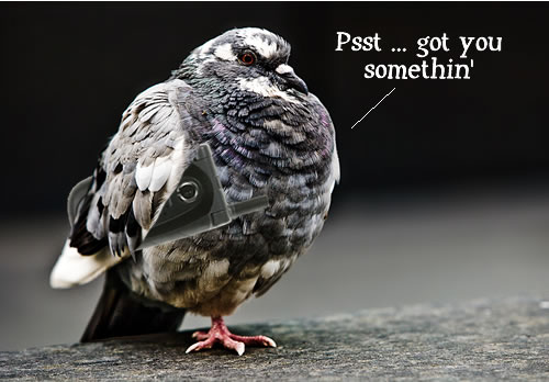 pigeon-cell-phone.jpg