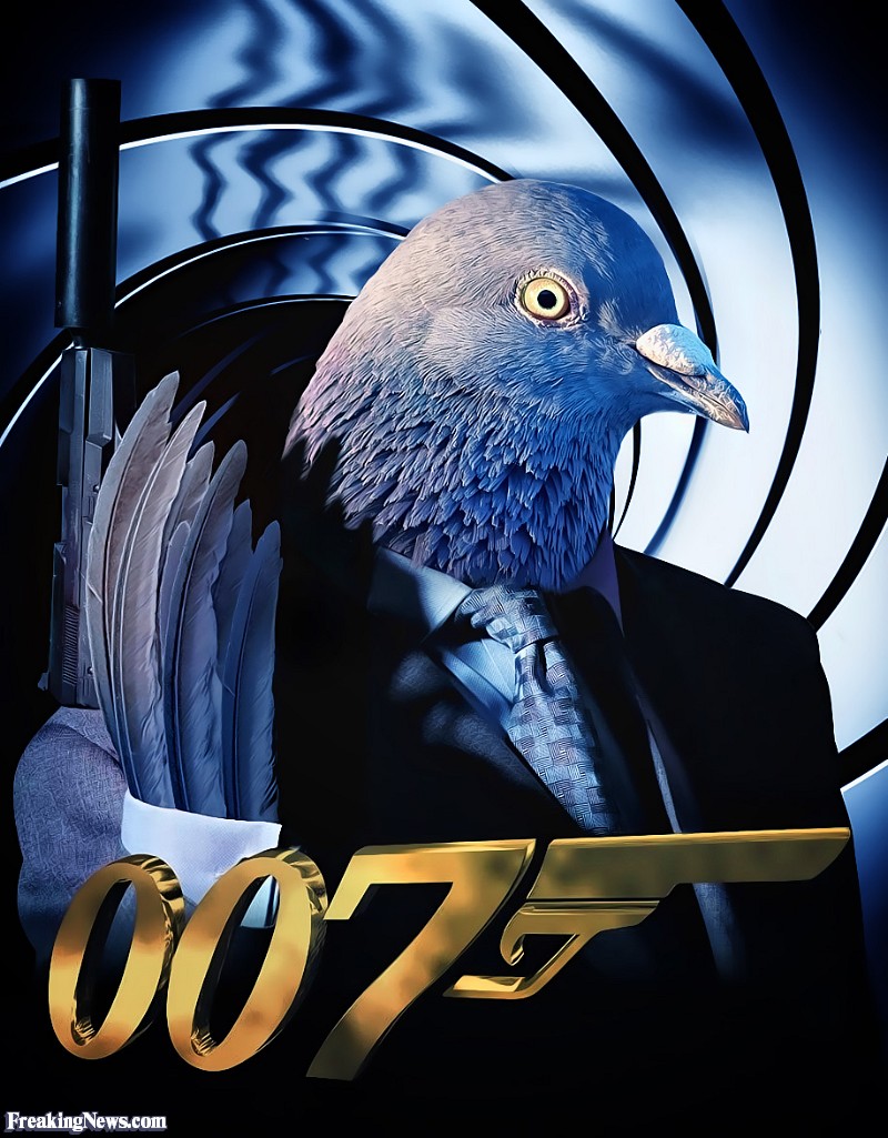 Pigeon-James-Bond--72119[1].jpg