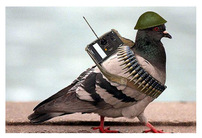 pigeon.png