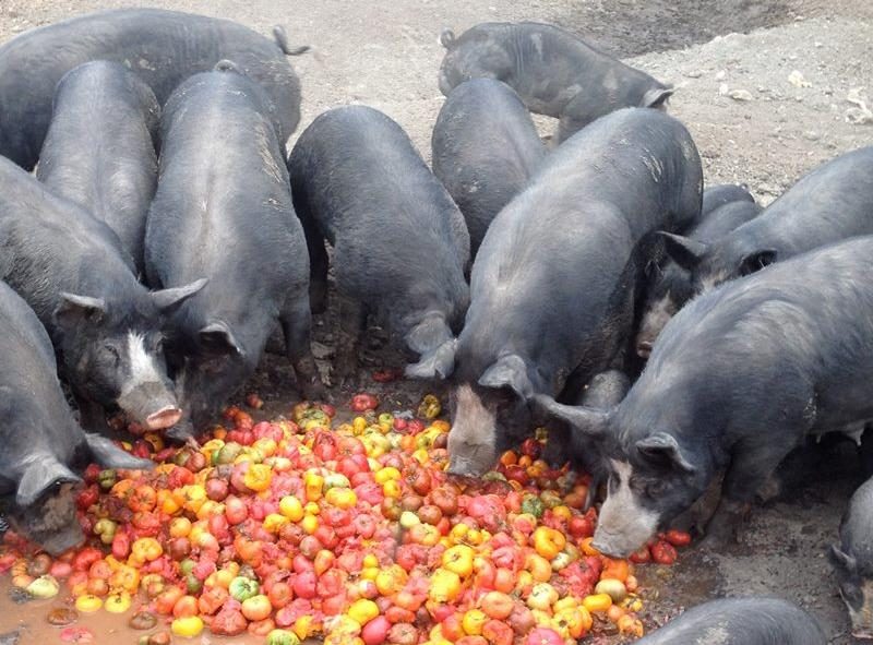 Pigs-Eat-Tomatoes.jpg