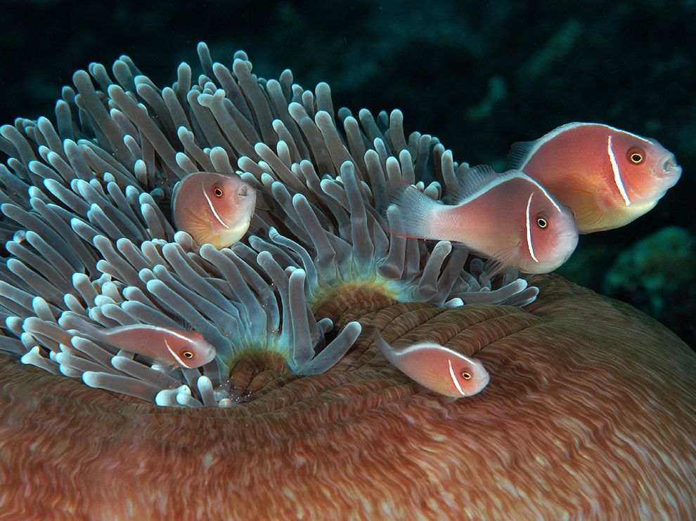 pink-anemonefish-shrimp_60640_990x742.jpg