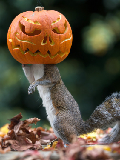 potd-pumpkin_3087231k.jpg