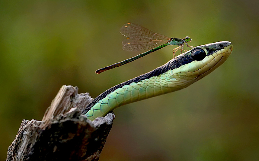 potd-snake_3097487k.jpg