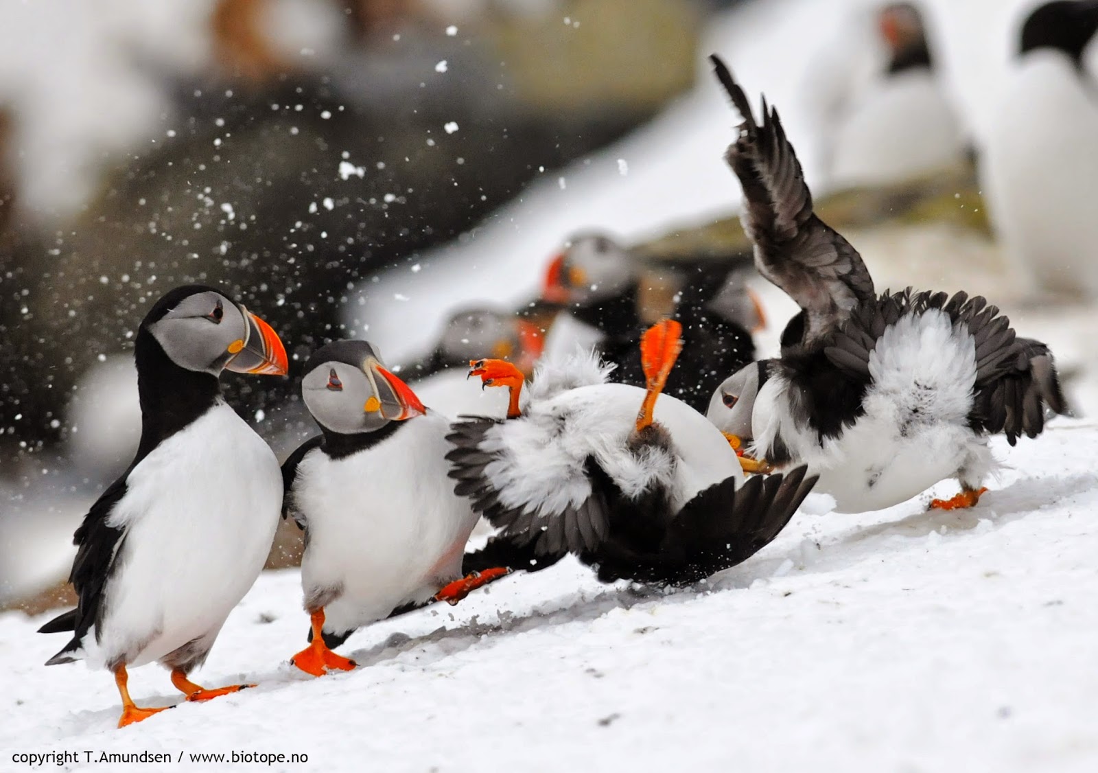 puffins fight3 hornoya mrch2011 TAmundsen Biotope.jpg