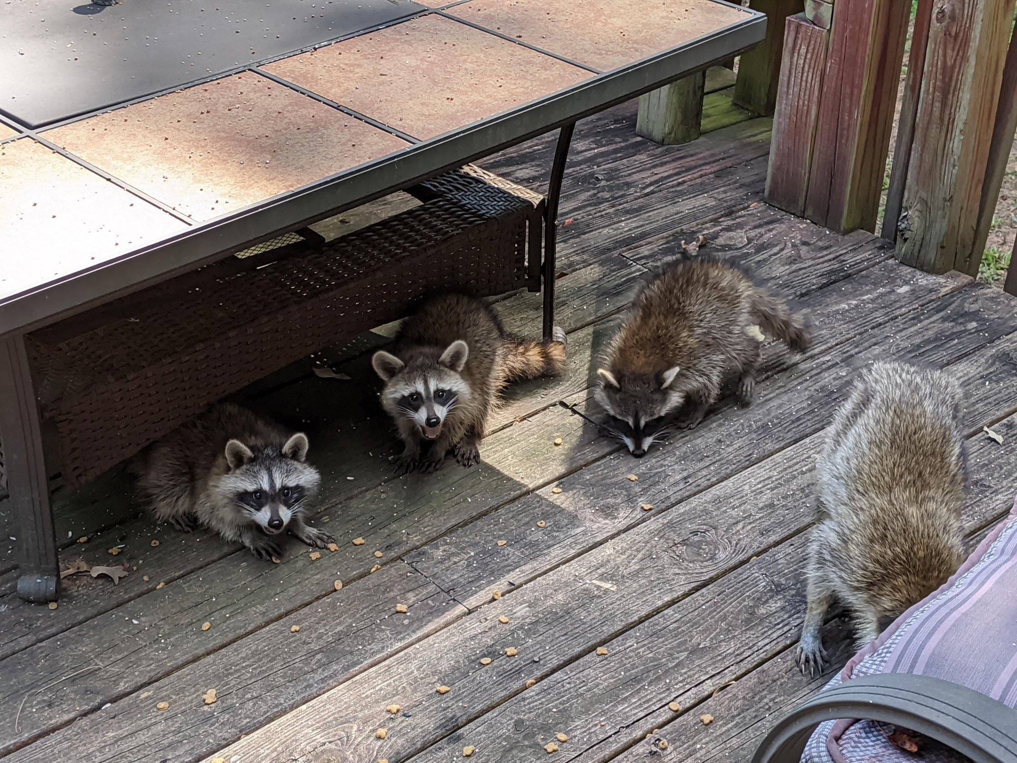 Raccoons.jpg