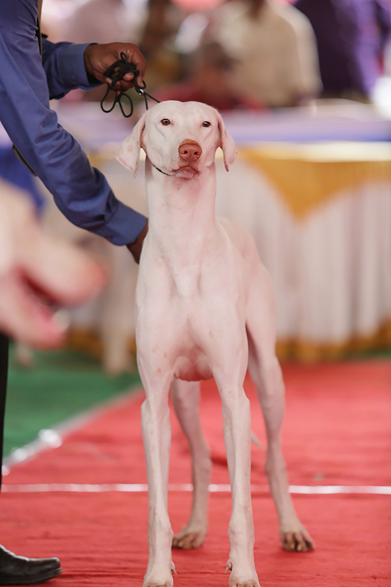 rajapalayam-dog.jpg