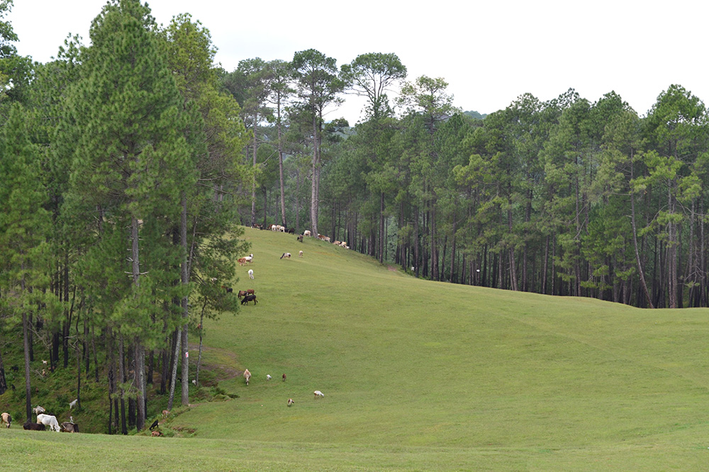 ranikhet-5914800.jpg