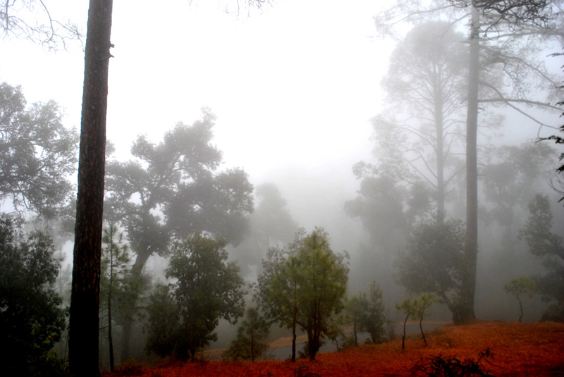 ranikhet-8413235.jpg