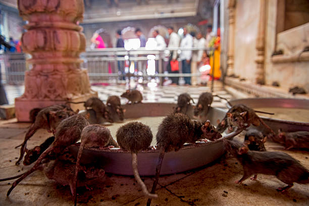 rats-drinking-milk-in-rat-temple-bikaner-india.jpg