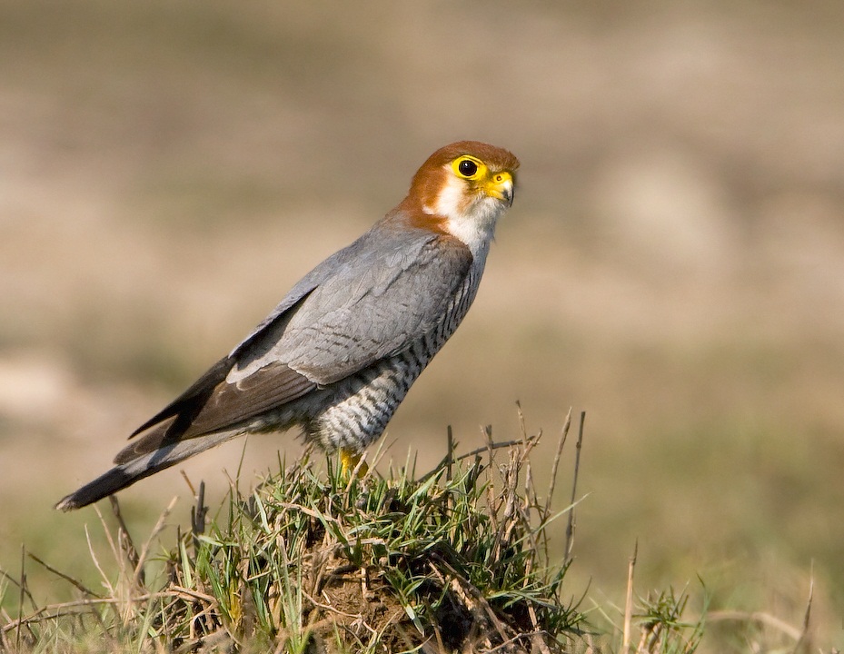 Red-Necked_Falcon.JPG