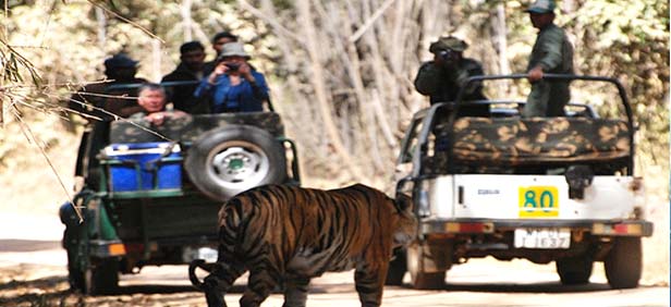 safari-kanha-madhya-pradesh.jpeg