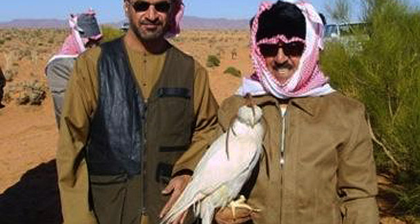 saker-falcon-arabs608.jpg