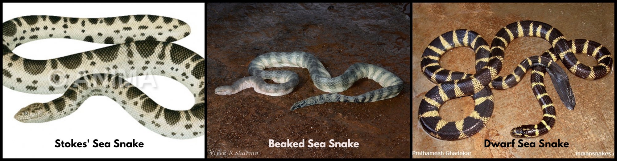 Sea Snake 1.jpg